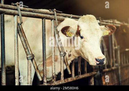 Sogar Kühe brauchen etwas Zeit für sich. Eine weiße Kuh, die in einem Kugelschreiber in einer Scheune steht. Stockfoto