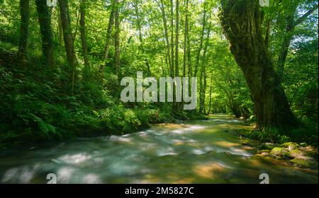 Riesiges und altes Cottonwood am Ufer eines Flusses im Geopark Courel Mountains in Lugo Galicia Stockfoto