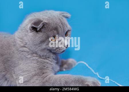 Die glückliche Katze liegt auf blauem Hintergrund. Eine graue Katze spielt mit einer weißen Wollkugel auf einem flauschigen Teppich. Das glückliche Kätzchen streichelt gern die Hand der Frau. britische Kurzfassung. CAT für Werbeband. Verspielte Nahaufnahme des Tieres. Hochwertiges Foto Stockfoto