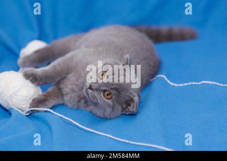 Die glückliche Katze liegt auf blauem Hintergrund. Eine graue Katze spielt mit einer weißen Wollkugel auf einem flauschigen Teppich. Das glückliche Kätzchen streichelt gern die Hand der Frau. britische Kurzfassung. CAT für Werbeband. Verspielte Nahaufnahme des Tieres. Hochwertiges Foto Stockfoto