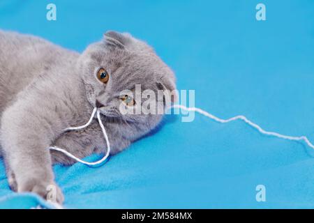 Die glückliche Katze liegt auf blauem Hintergrund. Eine graue Katze spielt mit einer weißen Wollkugel auf einem flauschigen Teppich. Das glückliche Kätzchen streichelt gern die Hand der Frau. britische Kurzfassung. CAT für Werbeband. Verspielte Nahaufnahme des Tieres. Hochwertiges Foto Stockfoto