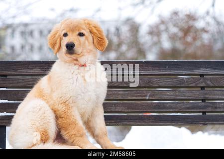 Ein Porträt eines süßen Golden Retriever Hundes, der im Schnee sitzt. Hovawart im Winter Stockfoto