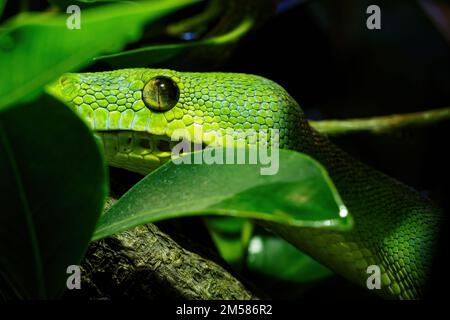 Grüne Baumpython Nahaufnahme des Astes, Morelia viridis. Stockfoto