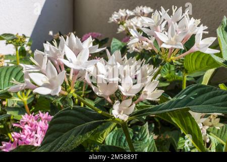 Kleine rosa-weiße Blüten von Pentas lanceolata, gemeinhin bekannt als ägyptischer Sternenhaufen. Stockfoto