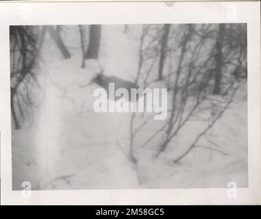 Landwirtschaft (todgefrorene Rinder). 1923 - 1955.. Innenministerium. Büro für Indianerangelegenheiten. Pine Ridge Agentur. 9/17/1947-. Fotos Stockfoto