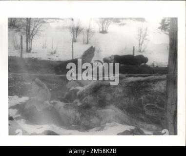 Landwirtschaft (todgefrorene Rinder). 1923 - 1955.. Innenministerium. Büro für Indianerangelegenheiten. Pine Ridge Agentur. 9/17/1947-. Fotos Stockfoto