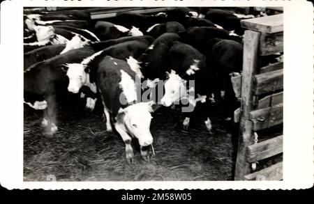 Landwirtschaft (Rinder). 1923 - 1955. Central Plains Region (Kansas City, MO). Fotodruck. Innenministerium. Büro für Indianerangelegenheiten. Pine Ridge Agentur. 9/17/1947-. Fotos Stockfoto