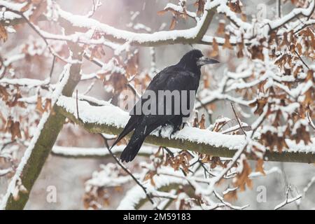 turm sitzt bei einem Schneefall auf einem Eichenzweig Stockfoto