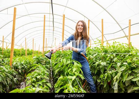 Erfahrener Agronomist, der sich um Gemüse in einem Treibhaus kümmert Stockfoto