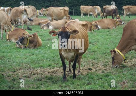 Jersey. 10. September 2022. Rinder der Rasse Jersey auf einer Weide der Insel mit demselben Namen. Jersey-Rinder sind Hausrinder. Es stammt von der Kanalinsel Jersey und wurde dort jahrhundertelang ohne Einfluss anderer Rassen gezüchtet. Es gilt als eine der ältesten Rinderrassen der Welt. Die Rinderrasse wird weltweit für ihren hohen Milchertrag, ihre Robustheit und ihr sanftes Temperament geschätzt. Kredit: Alexandra Schuler/dpa/Alamy Live News Stockfoto