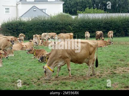 Jersey. 10. September 2022. Rinder der Rasse Jersey auf einer Weide der Insel mit demselben Namen. Jersey-Rinder sind Hausrinder. Es stammt von der Kanalinsel Jersey und wurde dort jahrhundertelang ohne Einfluss anderer Rassen gezüchtet. Es gilt als eine der ältesten Rinderrassen der Welt. Die Rinderrasse wird weltweit für ihren hohen Milchertrag, ihre Robustheit und ihr sanftes Temperament geschätzt. Kredit: Alexandra Schuler/dpa/Alamy Live News Stockfoto