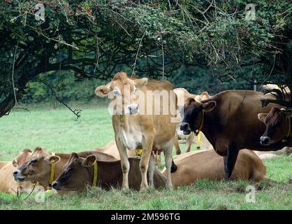 Jersey. 10. September 2022. Rinder der Rasse Jersey auf einer Weide der Insel mit demselben Namen. Jersey-Rinder sind Hausrinder. Es stammt von der Kanalinsel Jersey und wurde dort jahrhundertelang ohne Einfluss anderer Rassen gezüchtet. Es gilt als eine der ältesten Rinderrassen der Welt. Die Rinderrasse wird weltweit für ihren hohen Milchertrag, ihre Robustheit und ihr sanftes Temperament geschätzt. Kredit: Alexandra Schuler/dpa/Alamy Live News Stockfoto