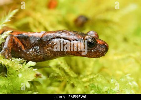 Natürliche Nahaufnahme auf einem westlichen Salamander mit rotem Rücken, Plethodon-Fahrzeug in grünem Moos Stockfoto