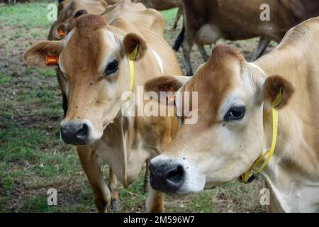 Jersey. 10. September 2022. Rinder der Rasse Jersey auf einer Weide der Insel mit demselben Namen. Jersey-Rinder sind Hausrinder. Es stammt von der Kanalinsel Jersey und wurde dort jahrhundertelang ohne Einfluss anderer Rassen gezüchtet. Es gilt als eine der ältesten Rinderrassen der Welt. Die Rinderrasse wird weltweit für ihren hohen Milchertrag, ihre Robustheit und ihr sanftes Temperament geschätzt. Kredit: Alexandra Schuler/dpa/Alamy Live News Stockfoto