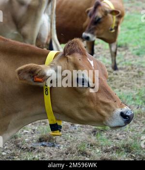 Jersey. 10. September 2022. Rinder der Rasse Jersey auf einer Weide der Insel mit demselben Namen. Jersey-Rinder sind Hausrinder. Es stammt von der Kanalinsel Jersey und wurde dort jahrhundertelang ohne Einfluss anderer Rassen gezüchtet. Es gilt als eine der ältesten Rinderrassen der Welt. Die Rinderrasse wird weltweit für ihren hohen Milchertrag, ihre Robustheit und ihr sanftes Temperament geschätzt. Kredit: Alexandra Schuler/dpa/Alamy Live News Stockfoto