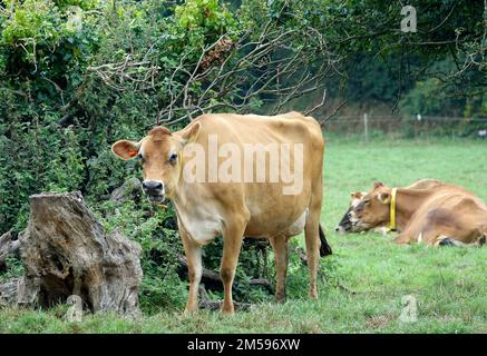 Jersey. 10. September 2022. Rinder der Rasse Jersey auf einer Weide der Insel mit demselben Namen. Jersey-Rinder sind Hausrinder. Es stammt von der Kanalinsel Jersey und wurde dort jahrhundertelang ohne Einfluss anderer Rassen gezüchtet. Es gilt als eine der ältesten Rinderrassen der Welt. Die Rinderrasse wird weltweit für ihren hohen Milchertrag, ihre Robustheit und ihr sanftes Temperament geschätzt. Kredit: Alexandra Schuler/dpa/Alamy Live News Stockfoto