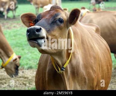 Jersey. 10. September 2022. Rinder der Rasse Jersey auf einer Weide der Insel mit demselben Namen. Jersey-Rinder sind Hausrinder. Es stammt von der Kanalinsel Jersey und wurde dort jahrhundertelang ohne Einfluss anderer Rassen gezüchtet. Es gilt als eine der ältesten Rinderrassen der Welt. Die Rinderrasse wird weltweit für ihren hohen Milchertrag, ihre Robustheit und ihr sanftes Temperament geschätzt. Kredit: Alexandra Schuler/dpa/Alamy Live News Stockfoto