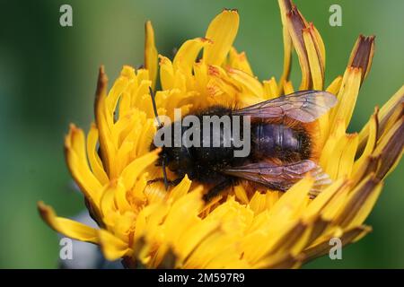 Nahaufnahme einer schwarzen, weiblichen, gehörnten Maurerbiene Osmia cornuta in einer gelben Löwenblume im Garten Stockfoto