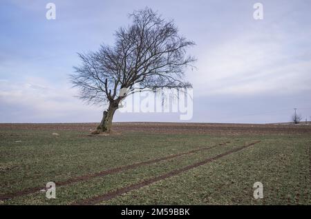 Alte Rotbuche, Feldbaum im Winter Stockfoto