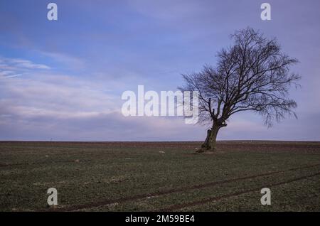 Alte Rotbuche, Feldbaum im Winter Stockfoto