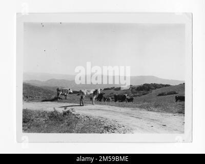 Originalunterschrift: "Rinder". 1936 - 1942. Pazifikregion (Riverside, Kalifornien). Fotodruck. Innenministerium. Büro für Indianerangelegenheiten. Missionsbehörde. 11/15/1920-6/17/1946. Fotos Stockfoto