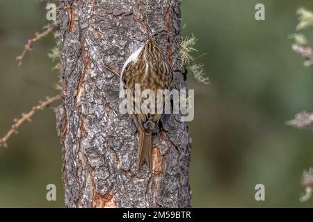 Vogel, Tier, Natur, Schweiz, Baumläufer, Waldbaumläufer, Certhia familiaris, eurasischer Baumpfänger, gemeiner Baumpfänger Stockfoto