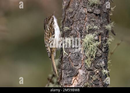 Vogel, Tier, Natur, Schweiz, Baumläufer, Waldbaumläufer, Certhia familiaris, eurasischer Baumpfänger, gemeiner Baumpfänger Stockfoto