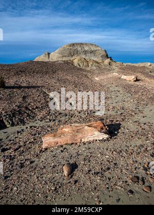 Der versteinerte Wald von José de Ormachea in Patagonien, Argentinien. Stockfoto