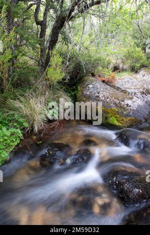 Im Nahuelbuta Nationalpark im Süden von Chile. Stockfoto