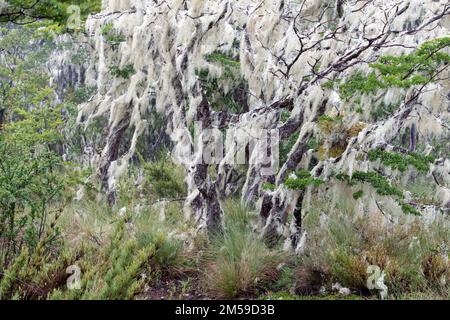 Im Nahuelbuta Nationalpark im Süden von Chile. Stockfoto