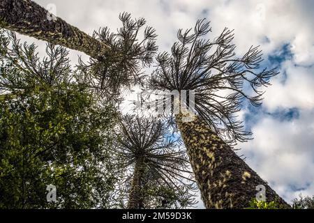 Im Nahuelbuta Nationalpark im Süden von Chile. Stockfoto