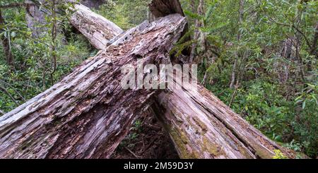 Im Nahuelbuta Nationalpark im Süden von Chile. Stockfoto