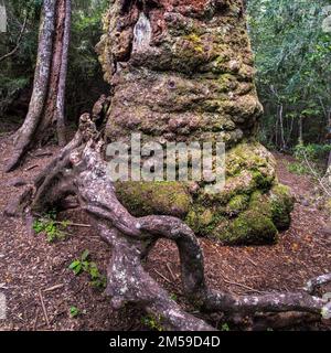 Im Nahuelbuta Nationalpark im Süden von Chile. Stockfoto