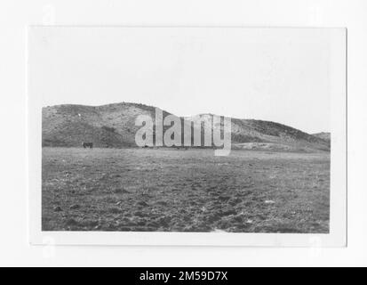 Originalunterschrift: "Rinder". 1936 - 1942. Pazifikregion (Riverside, Kalifornien). Fotodruck. Innenministerium. Büro für Indianerangelegenheiten. Missionsbehörde. 11/15/1920-6/17/1946. Fotos Stockfoto