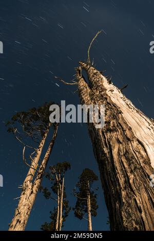 Patagonische Zypresse im Süden von Chile, oberhalb des Lago Rupancos. Stockfoto