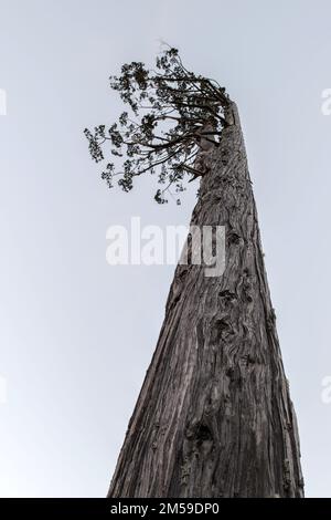 Patagonische Zypresse im Süden von Chile, oberhalb des Lago Rupancos. Stockfoto