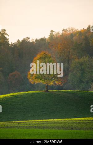 Alleinstehende Linde steht auf Hügelkuppe, abendliche Streifliicht im Herbst bei Oetwil am See im Zürcher Oberland, Schweiz Stockfoto