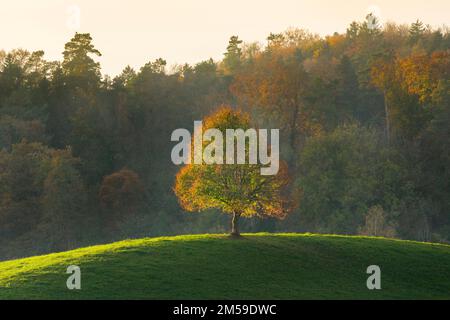 Alleinstehende Linde steht auf Hügelkuppe, abendliche Streifliicht im Herbst bei Oetwil am See im Zürcher Oberland, Schweiz Stockfoto