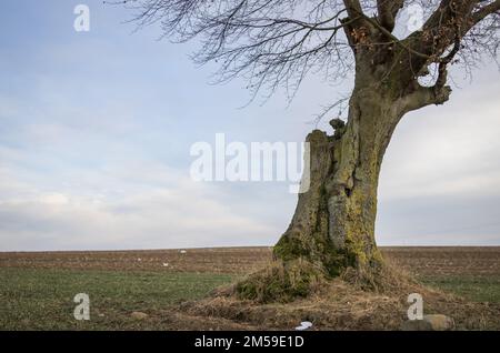 Alte Rotbuche, Feldbaum im Winter Stockfoto