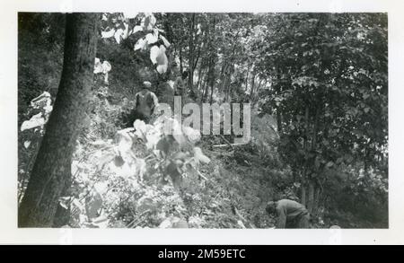 Männer, die Stämme für den Keller der Agency schneiden. 1920 - 1965. Central Plains Region (Kansas City, MO). Fotodruck. Innenministerium. Büro für Indianerangelegenheiten. Die Sisseton-Agentur. 9/17/1947-. Fotos Stockfoto