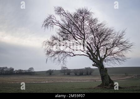 Alte Rotbuche, Feldbaum im Winter Stockfoto