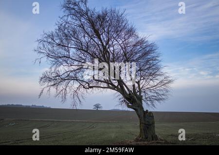 Alte Rotbuche, Feldbaum im Winter Stockfoto