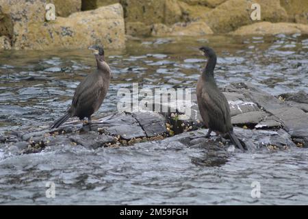 Farne Island Kormorane auf dem Wasser Stockfoto