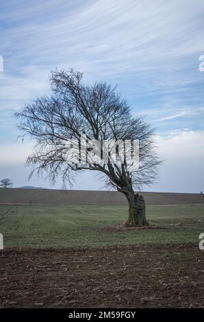 Alte Rotbuche, Feldbaum im Winter Stockfoto