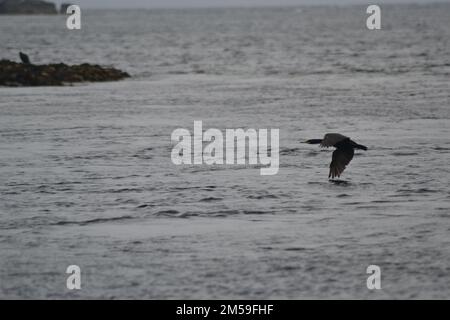 Farne Island Cormorant im Flug Stockfoto