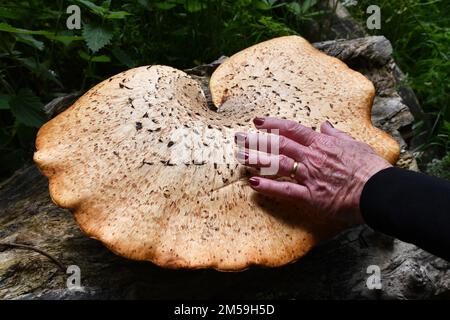 Eine weibliche Hand auf den riesigen Waldpilzen von Dryad's Saddle Pilze, die auf toten Baumstumpfen wachsen Stockfoto