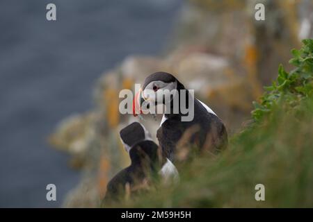 Puffin (Fratercula Arctica) mit Sandaalen im Schnabel, Sumburgh Head RSPB Reserve, Shetland Stockfoto