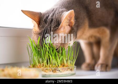 Süße abyssinische blau-beige Katze frisst Gras für die Bauchgesundheit der Haustiere auf dem Fensterbrett. Konzeptionelle Tierpflege Foto, gesunde Ernährung für Hauskatzen Stockfoto