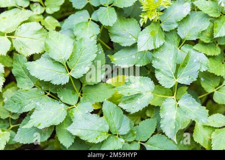 Zur Herstellung von Pesto kann Aegopodium podagraria oder Gänse-Unkraut verwendet werden Stockfoto