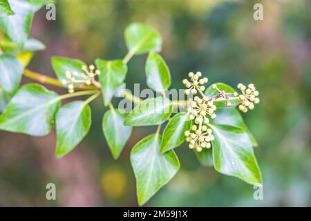 Nahaufnahme der Blume der gewöhnlichen Efeu-Pflanze Stockfoto